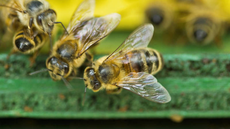 Basiscursus ''Bijenhouden hoe doe je dat'' | De Spil